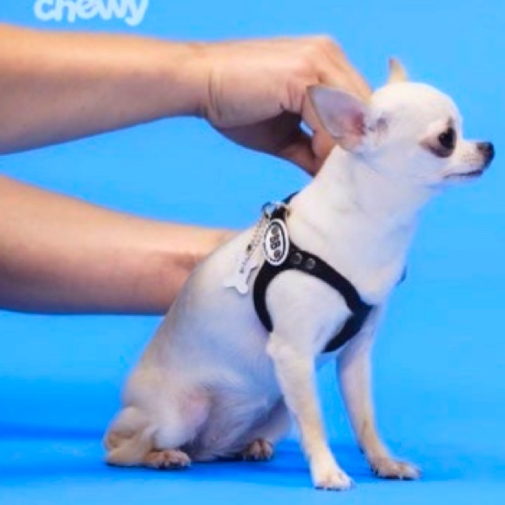 Dog Harness(NWOT)